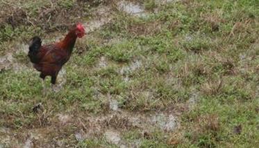 疏林草地放养土鸡技术要点 散养林下土鸡养殖技术
