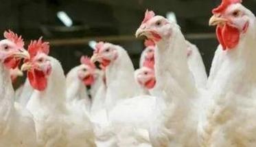 农村养鸡雏鸡死亡率高成鸡成活少的原因