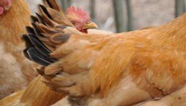 引起鸡群免疫失败的原因及防治对策（引起鸡群免疫失败的原因及防治对策论文）