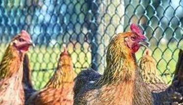 秋季养好后备母鸡注意什么 秋季鸡喂什么药不生病