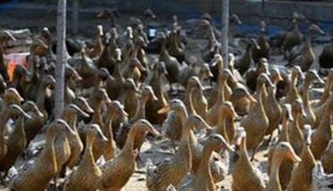 遵循养殖规律才能提高养鸭效益 遵循养殖规律才能提高养鸭效益吗