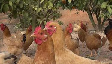果园养鸡有哪些讲究，需要注意什么 果园养鸡有哪些讲究,需要注意什么细节