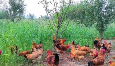 农村土鸡散养存在的问题与对策（农村散养土鸡存在问题及对策）