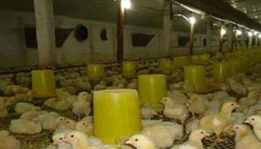 肉用仔鸡分段饲养的管理技术 肉用种鸡的饲养管理要点
