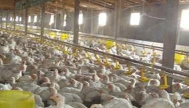 肉鸡养殖怎样正确消毒 养鸡前怎么消毒