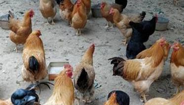 秋季开产蛋鸡管理四大技巧 怎样促进蛋鸡开产
