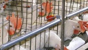 秋季产蛋鸡的饲养管理与疾病预防