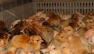 减少雏鸡运输死亡的六种方法 雏鸡大批量死亡