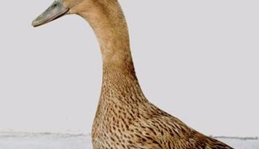 根据鸭的外貌与生理特征选择种鸭