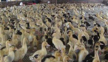 越冬蛋鸭高产饲养管理技术