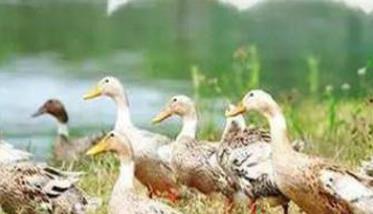 鸭的生物学特性及其生活习性 鸭子的特性和生存环境