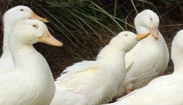 饲养秋鸭应注意的各项管理要点 秋季养鸭注意事项
