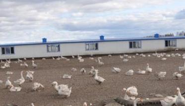 建设养鹅场地的基本条件