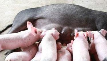 如何仔猪缩短哺乳周期