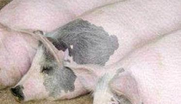 如何缩短母猪的繁殖周期