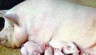 母猪产后缺乳的原因