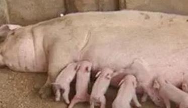 怎样治疗母猪无乳或泌乳不足，如何预防