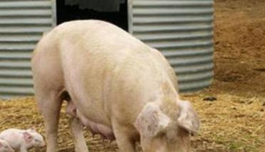分娩后的母猪如何饲养管理 母猪产后的饲养管理