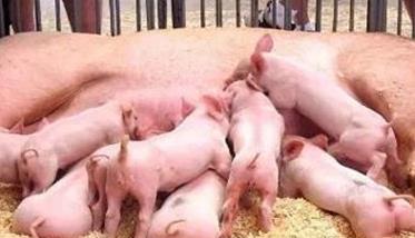 提高仔猪成活率的主要措施有哪些 提高仔猪成活率的主要措施有哪些方法