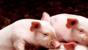 仔猪为什么需要蛋白质营养？ 猪有蛋白质吗
