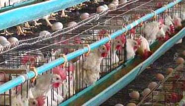 蛋鸡养殖成本的组成和利润预算方法 蛋鸡养殖成本计算