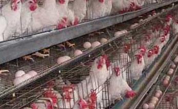 高温季节产蛋鸡养殖管理技术（产蛋鸡饲养的最佳温度范围）