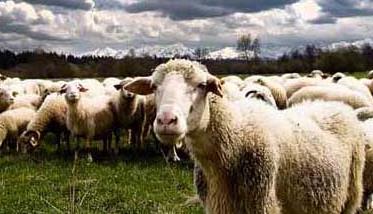 绵羊的生活习性和行为特点 绵羊的特点和性格特点