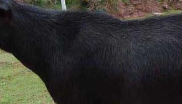 黑山羊的养殖前景及市场分析 黑山羊养殖效益