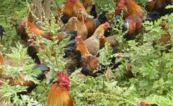 大面积山林放养土鸡的注意事项 在山林养放养鸡有前景吗?