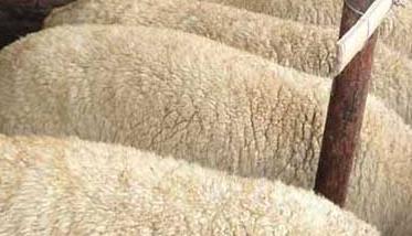 羊喂精料太多会导致酸中毒（精料喂多了羊会出现什么问题）