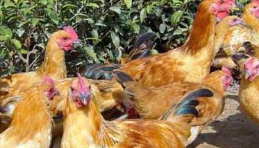 养鸡场影响饲料利用率的因素有哪些（鸡对饲料的利用率）