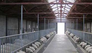 羊养殖场消毒技术要点 养羊场消毒用什么药最好
