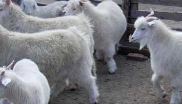 羊养殖的饲料需求有哪些 羊需要什么饲料