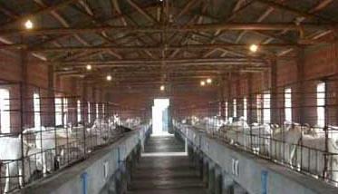 羊养殖场常用消毒药物和方法（大型养羊场养羊怎么消毒）