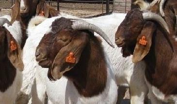 波尔山羊养殖对羊舍基本要求 波尔山羊圈养羊舍建设