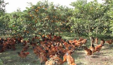 林下养鸡的优势在哪里 林下养殖鸡的优势