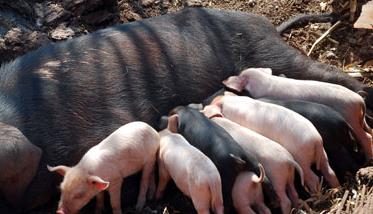养猪场母猪饲养管理有哪些技巧（母猪饲养厂）