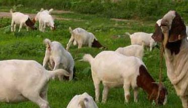适合养羊的牧草品种有哪些