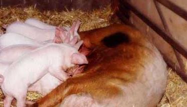 临产前母猪的表现有哪些 母猪产前什么表现