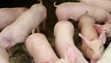 冬春季节哺乳仔猪的饲养管理方法（哺乳仔猪的适宜温度是多少）