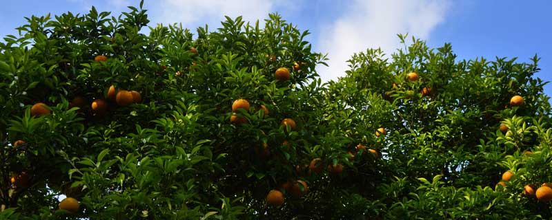 什么因素对柑橘果树影响最大 影响柑橘生长的因素