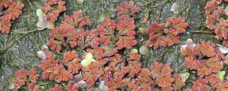 满江红植物生活在哪里 满江红是什么植物