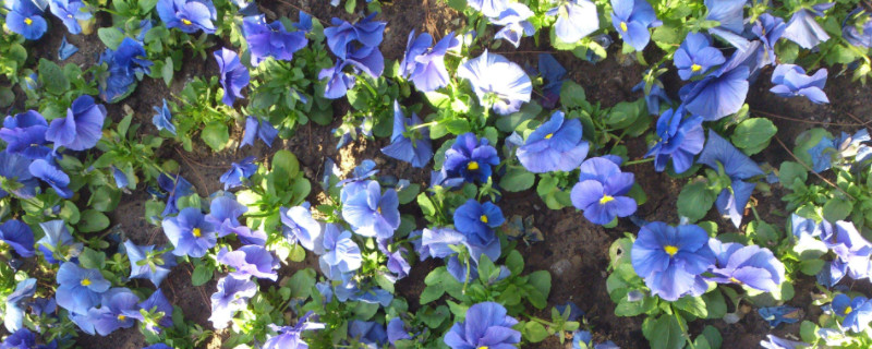 蓝蝴蝶花的养殖方法 蓝蝴蝶花的养殖方法和注意事项
