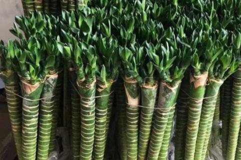 龙竹怎么养才能更旺盛