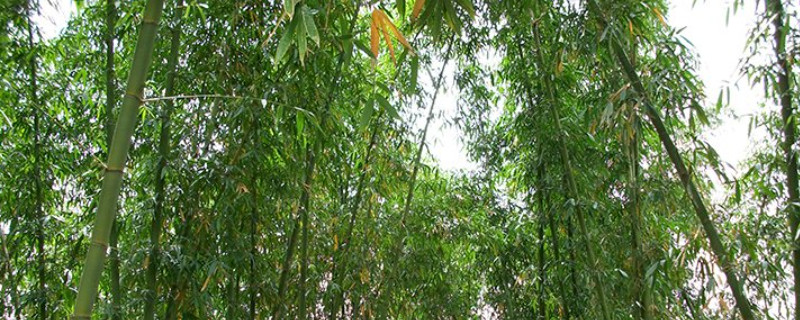 龙竹怎么养才能更旺盛 龙竹怎么养才能更旺盛水培加什么肥料