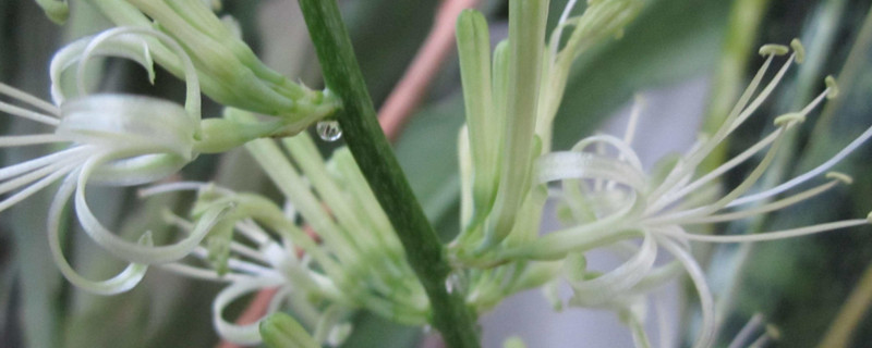 短叶虎尾兰开花吗 短叶虎尾兰开花吗?