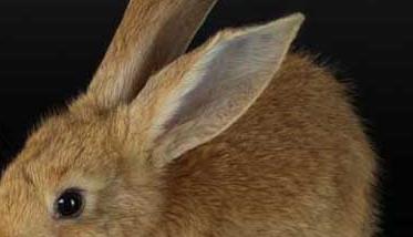 兔子养殖-有关兔子养殖的资料（兔子养殖技术资料）