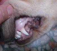 一例犬瘟热的诊断与治疗过程 犬瘟热的诊断与防治
