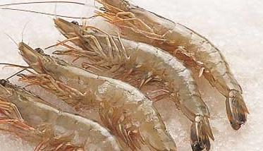 青虾养殖的鱼虾混养技术 青虾养殖技术详解