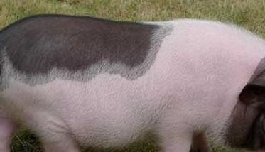 巴马香猪的养殖前景和养殖技术要点（巴马香猪如何养殖）